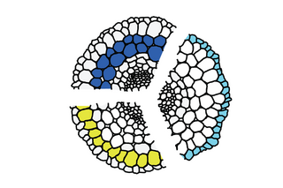 celltypesfinal